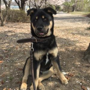 진돗개 믹스견 깜이를 찾습니다