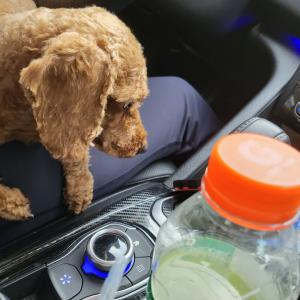 푸들강아지창원팔용동제발부탁드립니다