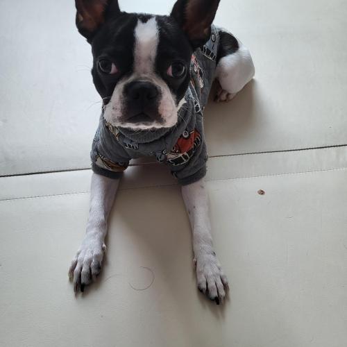 보스턴테리어 분양보냅니다(여아 10개월)