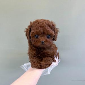 2개월 예쁜 토이푸들분양합니다