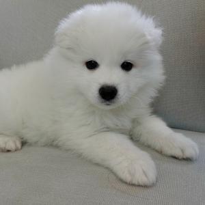 사모예드분양 모량빵빵 애교빵빵 분양합니다