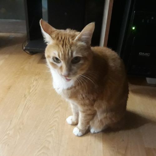 7살 코숏 무료분양 보내요. 가정상 키울수없게되서 무료로 보내요. 빨리 새주인 만났으면좋겠습니다.