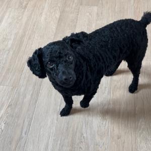 까미를 찾아주세요