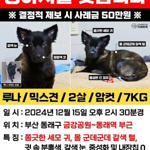 금강공원~동래역 강아지를 찾습니다!