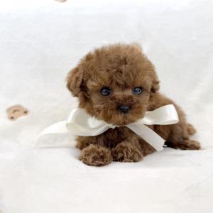 [15만원] 2개월 토이푸들 왕자님 분양중이에요 ❤