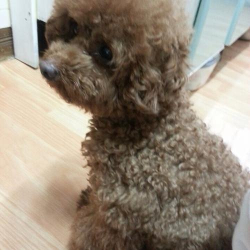 갈색푸들 여아 보호하고있어요!