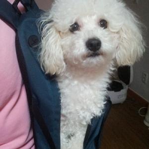 하얀 푸들 남아 찾습니다!