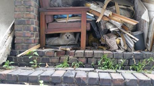 성북구 안암동에 버려져있는 스피츠?포메라니안?개 있어요