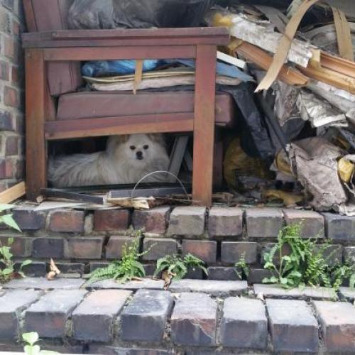 성북구 안암동에 버려져있는 스피츠?포메라니안?개 있어요