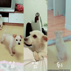 하양이 찾습니다.
