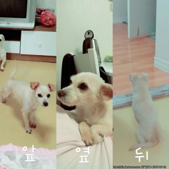 하양이 찾습니다.