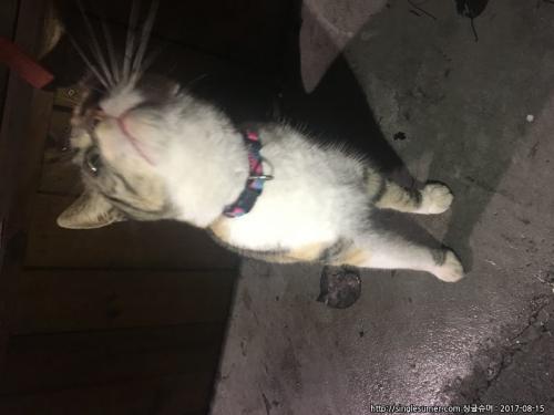 서울 종로구 창신동 고양이발견했습니다