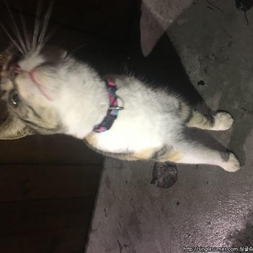 서울 종로구 창신동 고양이발견했습니다