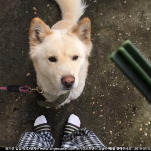 은평구 진돗개 찾아요