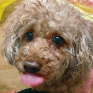 능곡병원 근처 갈색