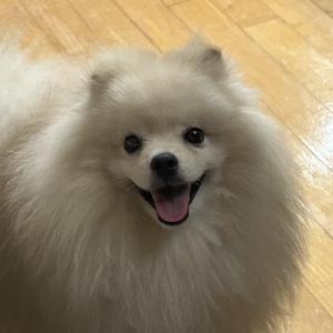 포메,스피치 믹스견 분양