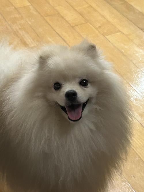 포메,스피치 믹스견 분양