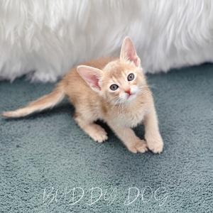 폰 아비시니안 암컷 고양이 새로운 가족을 찾습니다 전국 어디든 이동 가능해요 추가 비용 절대 없어요