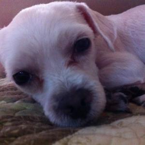 말티즈 남아 강아지 찾아요