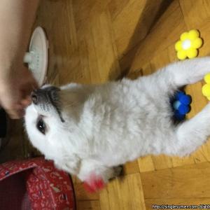 스피츠  찾아주세요