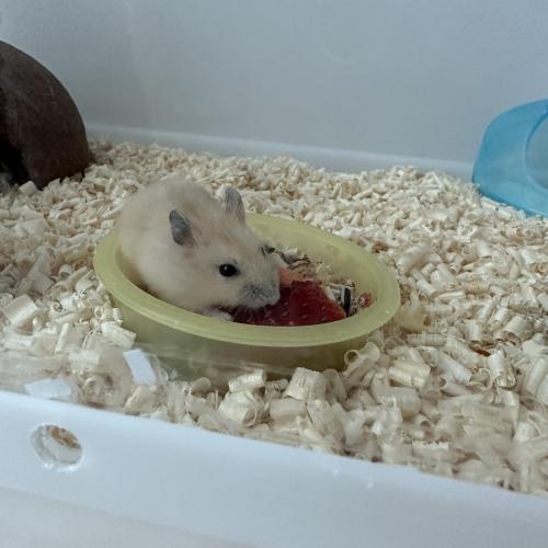 햄스터 분양합니다