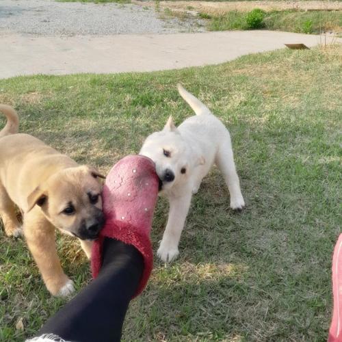 시골강아지 분양합니다