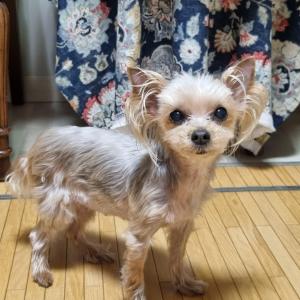 요크셔테리어(암컷) 찾습니다