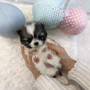 [50만원] 사진속 강아지 말티폼 가족찾고있어요 !