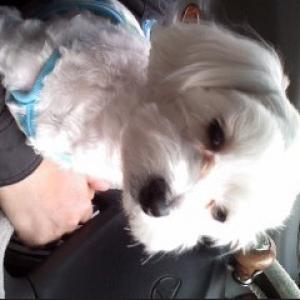 우리. 별이를. 찾습니다