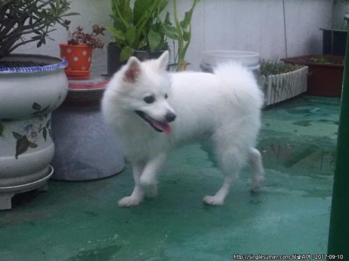 서울 한국외대 앞 습득 (흰색/남/포메,스피치,폼피츠?)