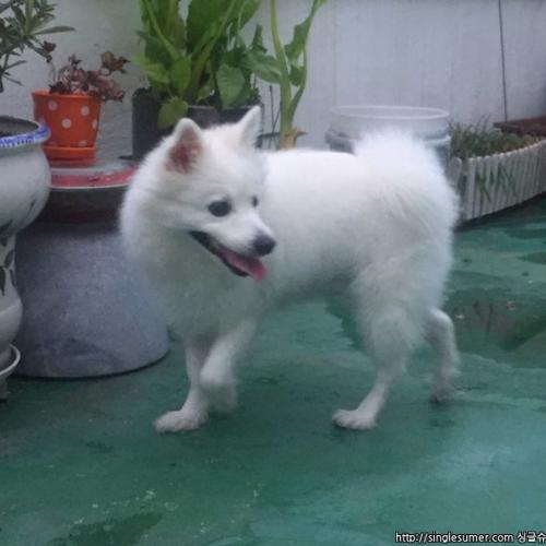 서울 한국외대 앞 습득 (흰색/남/포메,스피치,폼피츠?)