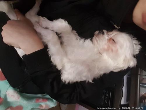 말티즈분양합니다