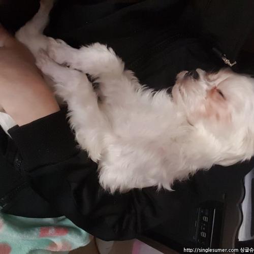 말티즈분양합니다