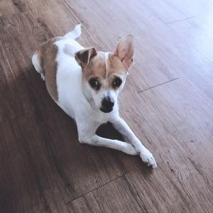 목포 남악시장 부근에서 강아지를 잃어버렸습니다