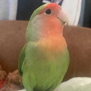 경상남도 진주시 진양호에서 앵무새 모란앵무를 찾습니다