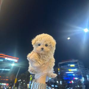 2개월령 크림말티푸 분양보냅니당