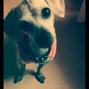 저희 강아지를  찾아요~ㅠㅠ