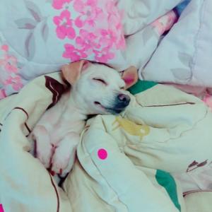 대구 송현동 세븐일레븐드림점앞에서 잃어버렸어요