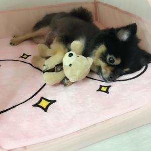 인천 학익동 검정 포메,푸들 찾습니다