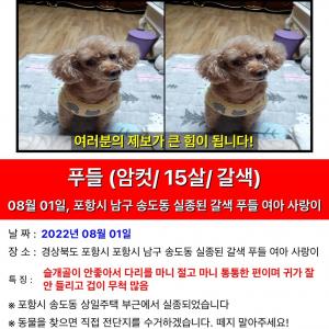 포항 남구 송도동 상일주택 인근 갈색푸들을 찾습니다