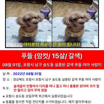 포항 남구 송도동 상일주택 인근 갈색푸들을 찾습니다