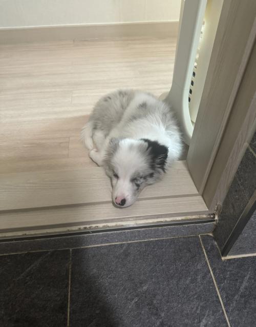 1살미만 보더콜리