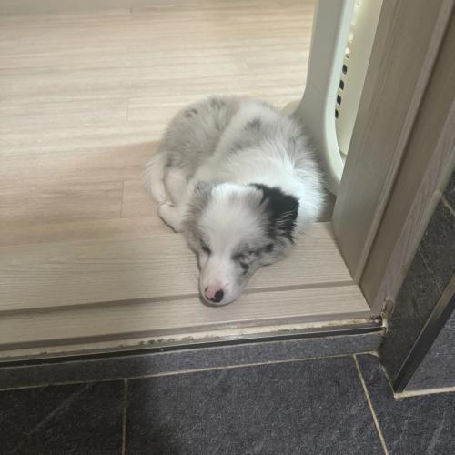 1살미만 보더콜리