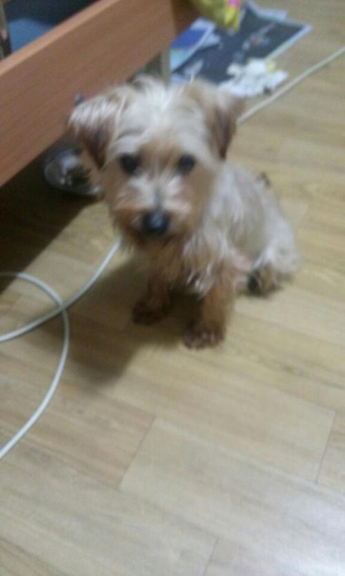 믹스견(말티 ??)