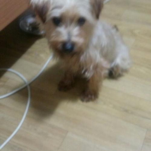 믹스견(말티 ??)