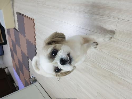 강서구/까치산역/시츄(부정교합)여자아이 보호중입니다