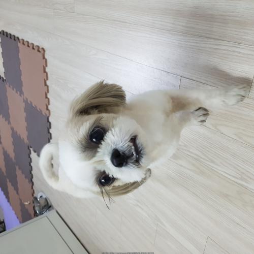 강서구/까치산역/시츄(부정교합)여자아이 보호중입니다