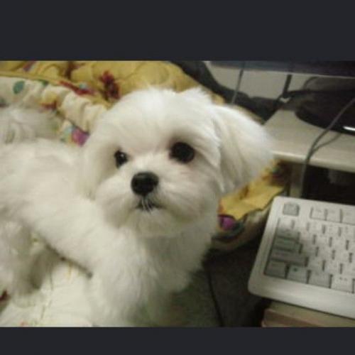 마르티스 분양 합니다. 암컷