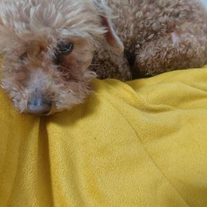 푸들9살