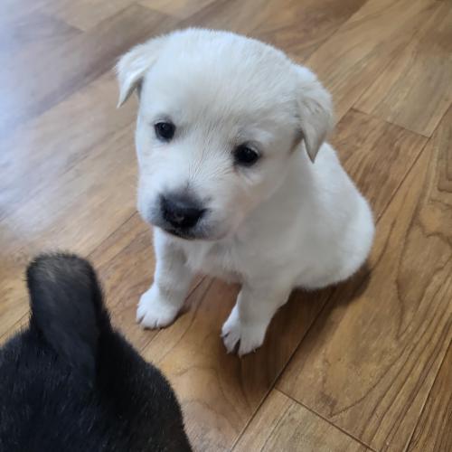 진도믹스아가들무료분양합니다